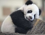 Derpy Panda