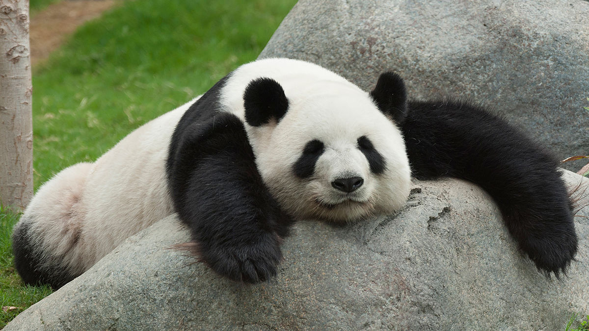 Headline for Top 9 Panda Pictures