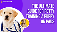 The Ultimate Guide For Potty Training A Puppy On Pads