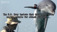Dolphin Guards - Dark5.tv