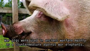 War Pigs - Dark5.tv
