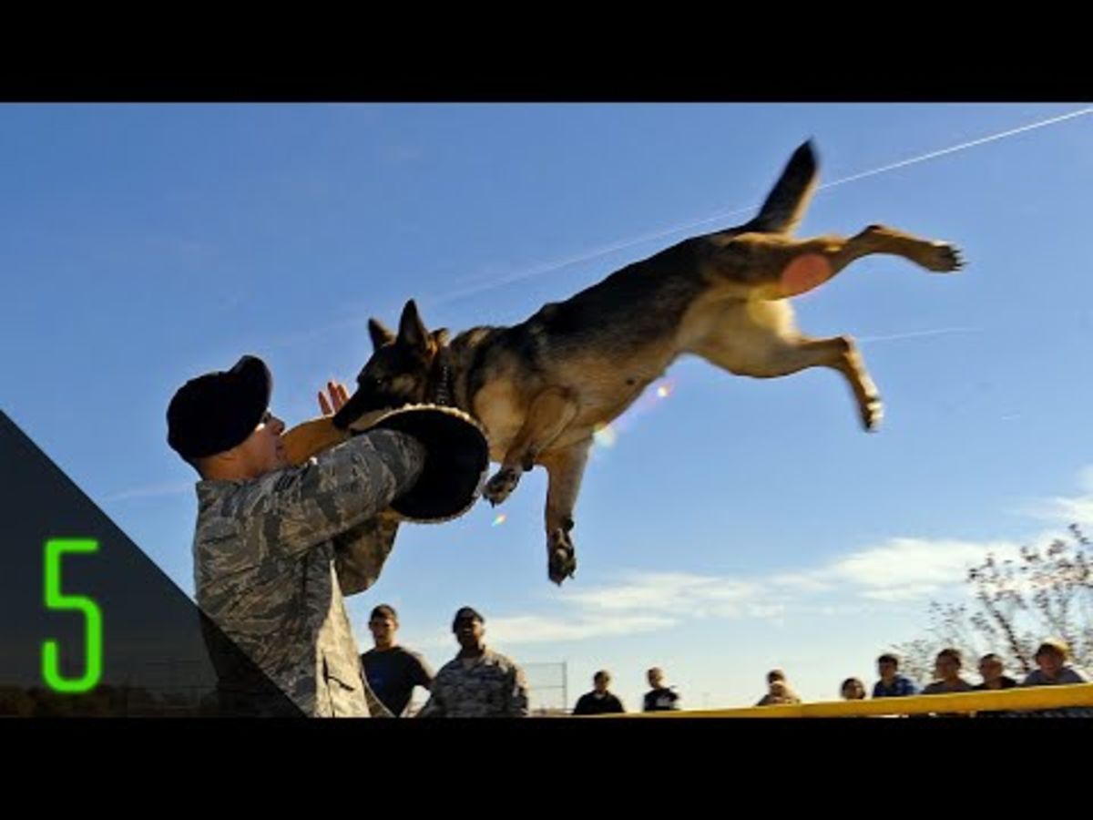 Headline for 5 Most Incredible Animal Soldiers