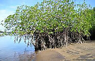 What is a Mangrove | Benefits of Mangrove trees.
