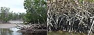 Why do we need mangroves?