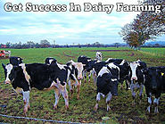 How to get success in Dairy Farming?