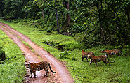 Enjoy Wildlife Jungle Safari at Kanha National Park, Madhya Pradesh
