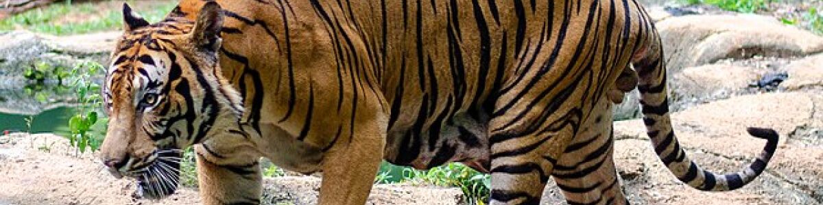 Headline for 5 Unique Animals Found in Malaysia