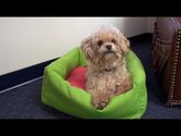 How to Make a Dog Bed