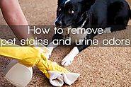 Choosing The Best Pet Stains and Urine Odors Remover