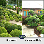 Japanese Holly vs Boxwood