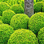 Beautiful Boxwood Alternatives