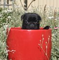 Gallery - Pug Love - Pug Breeder and Pug Products.