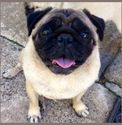 Gallery - Pug Love - Pug Breeder and Pug Products.