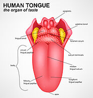 Foramen Cecum of Tongue: Anatomy, Significance, Abnormality and Treatment - Tricky Care