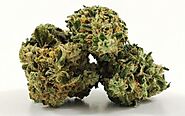 Buy EL Jefe Strain Online - Canamela Weed Store