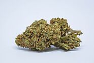 Jet Fuel Strain / G6 / Jet Fuel OG / Jet Fuel G6 / Jet Fuel Kush / G6 Kush