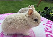 Know All Details About Netherland Dwarf Rabbits