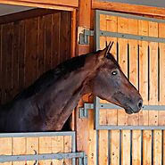 Horse Boards: All You Need to Know About Horse Boarding