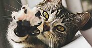 Polydactyl Cats and What Makes Them Different