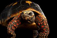 Pet Tortoise: Things to Know Before Getting One