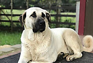 Kangal Dog Breed in Detail with Size, Price, Color & More