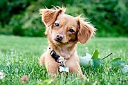 Chiweenie Dog Breed Information, Price, Caring Tips