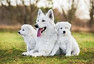 All About the Magnificent White German Shepherd