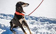 All You Need to Know about Martingale Collars for Dogs