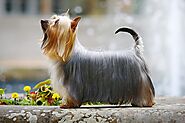 Silky Terrier: Little Dog, Big Personality!