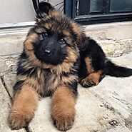 German Shepherd Names: Most Popular to Most Unique Names