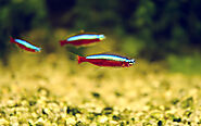 Small Aquarium Fish: Best Species for Your Tank