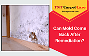Can Mold Come Back After Remediation? | Alpine, CA
