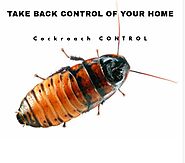 Cockroach Pest Control In Gurgaon,cockroach Pest Control In Gurugram,cockroach Pest Control In Delhi Ncr,cockroach Pe...