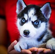 Best Siberian Husky Home – Healthy Siberian Husky Puppies For Sale