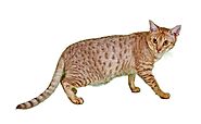 Ocicat Cat Breed Information and Maintenance