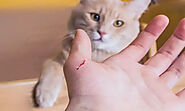 Cat Scratch Disease: Symptoms, Treatment, and Prevention