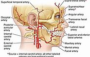 Search - Facial artery