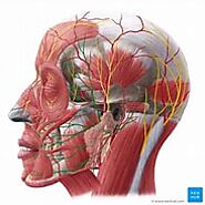Facial nerve - Search