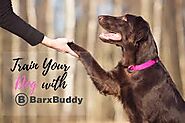 Barx Buddy Reviews — The Truth About BarxBuddy