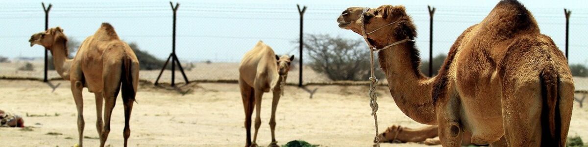 Headline for Animals to see in Qatar