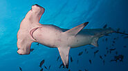 Scalloped Hammerhead Shark