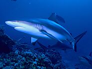 Grey Reef Shark