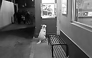 Stray Dog Patiently Waits Outside KFC For Its Dinner » Ananova