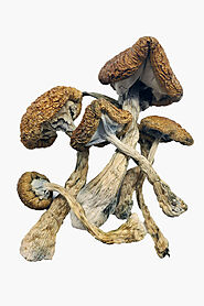 Cambodian Cubensis Magic Mushrooms (1g) — Shroom Shack