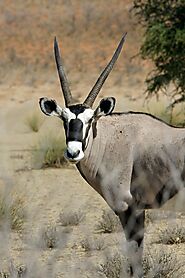 Spot an Oryx