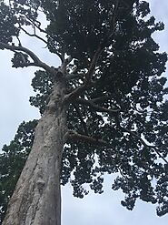 Yang Na Yai Tree