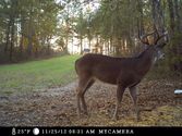 Best Covert Game Trail Cameras Reviews on Flipboard