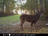 Covert Game Trail Cameras Reviews