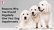 Reasons Why You Should Regularly Give Your Dog Supplements