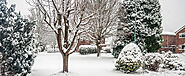 Tree Care & Maintenance Routines to Protect Your Trees in Winter